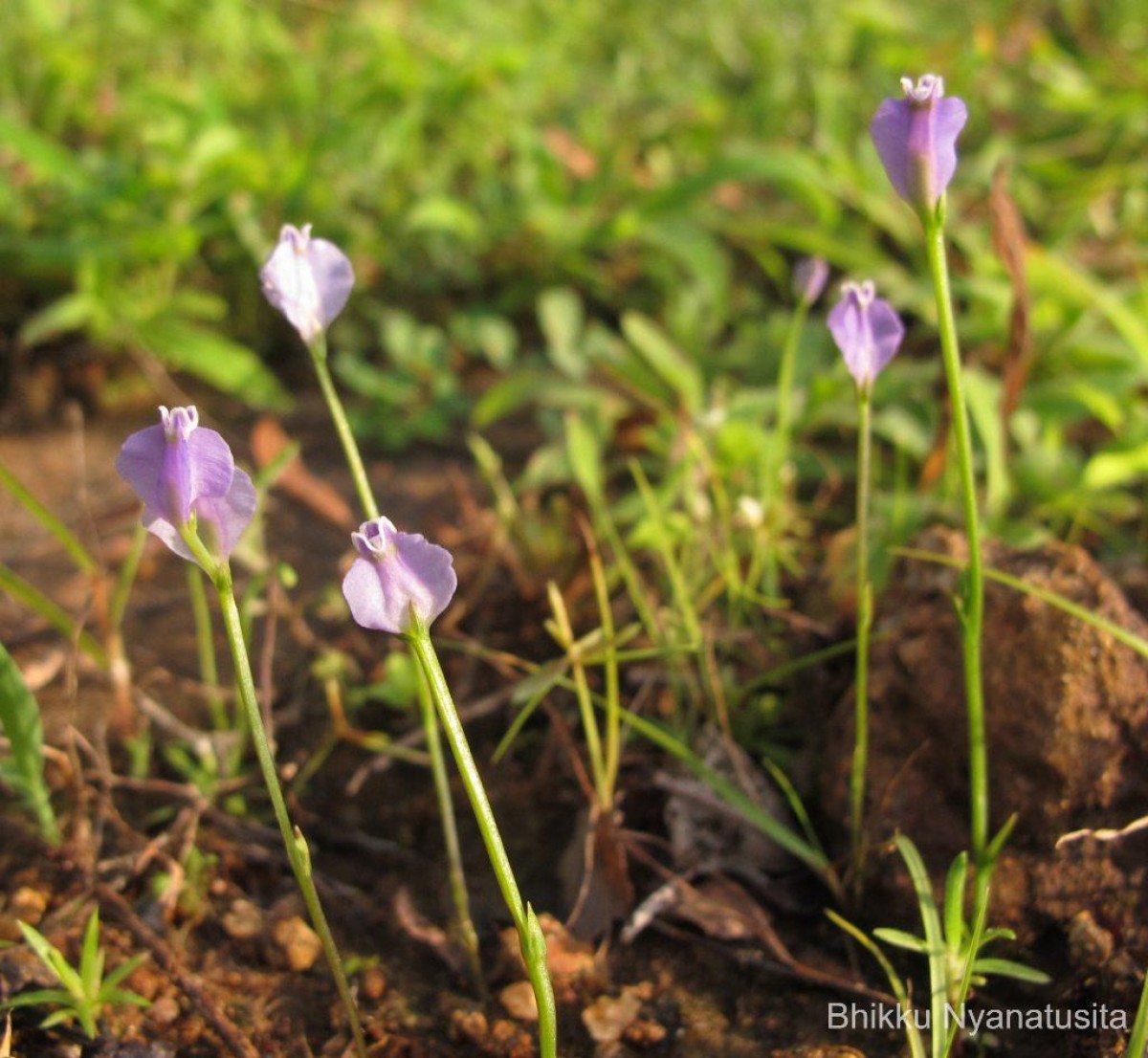 Burmannia pusilla (Miers) Thwaites